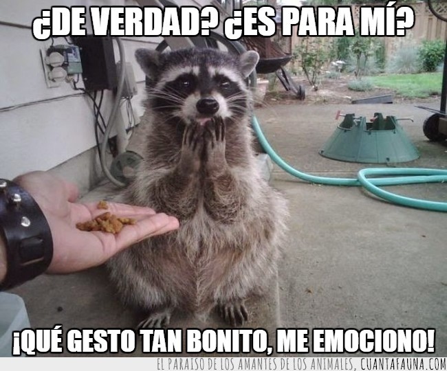 dar,emocion,comida,hambre,animales,ofrecer,gesto,dar comida